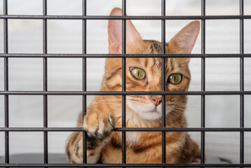 The muzzle of a sad cat is visible through the bars of the pet shelter.