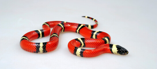 Sinaloan milk snake // Sinaloa-Dreiecksnatter, Sinaloa-Milchschlange (Lampropeltis polyzona "Sinaloae")