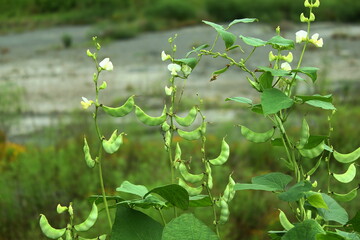 garden fresh indian vegetable valor beans or hyacinth beans on vine plant also known in india as papdi beans.surti papdi or vaal beans