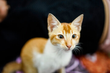 Yellow cat lying and looking seriously