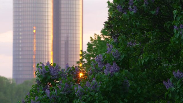 Lilacs, twin towers, Riga, Latvia