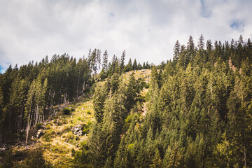 Natur / Bäume