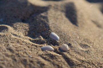 Detail of the beach sand with a set of small white shells.