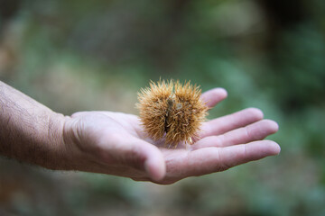 detail of a man's hand holding a chestnut in its spiked shell in his palm.
