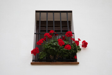 geraniums in a window in a typical mediterranean white-walled house. Holiday and travel concept