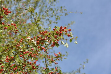 Ruta por el alto tajo , Taravilla