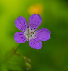 Fototapeta premium purple flower in the forest