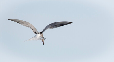 seagull in flight