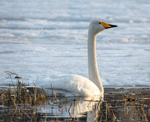 swan on the lake