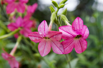Ornamental Tobacco plant blooming in a garden in close up