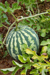 Watermelon being grown in a garden, in late summer - covered with water drops