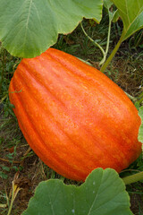 Pumpkin being grown in a garden in late summer	