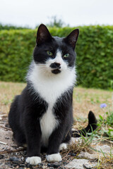 Naklejka na ściany i meble Black and white cat sitting in a garden