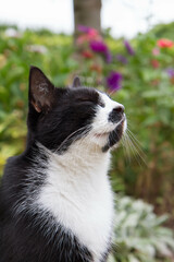 Black and white cat sitting in a garden with its eyes closed sniffing the air