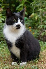 Naklejka na ściany i meble Black and white cat sitting in a garden