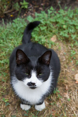 Black and white cat sitting in a garden, looking up,  squinting it's eyes