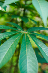 details of green cassava leaves with a blur background