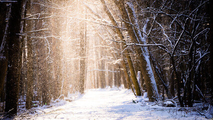 Snow shaking off of trees into the sunlight at the Root Glen in Clinton, New York.