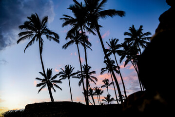 Silhouetted palm trees at sunset in Maui, Hawaii, USA