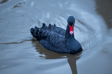 Black swan in a river