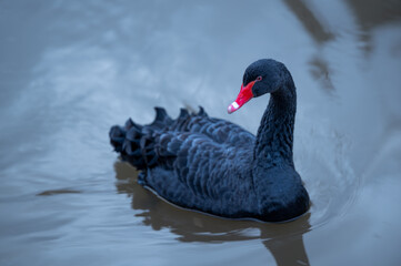Naklejka premium Black swan in a river
