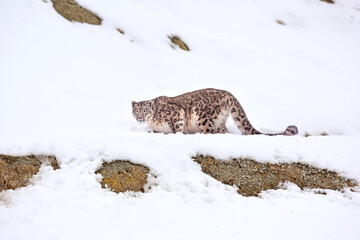 Snow leopard portrait on snow at Hemis National Park, India