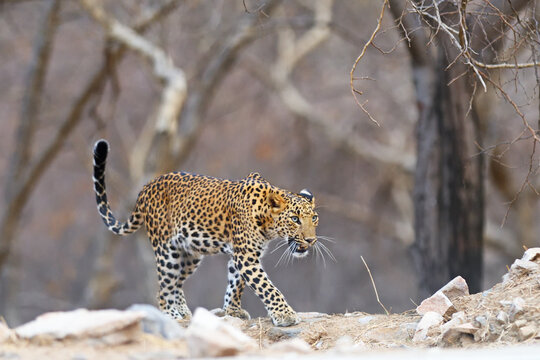 Fototapeta Leopard approaching prey slowly in Western province of India