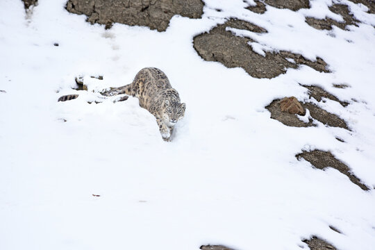 Snow leopard looking at camera in the snow at Hemis National Park, India