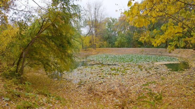 Yellow leaves fluttering down in the wind near the artificial lake in the botanical garden, wonderful autumn mood