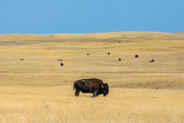 Buffalo grazes with bison herd on Great Plains grassland of South Dakota