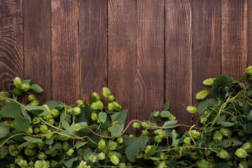 Wooden background. Frame of green hops on rustic old wooden boards. Copy space.