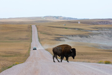 Buffalo Crosses Road in National Park