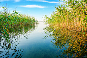 Reeds on the shore of the Zalew Szczeciński.