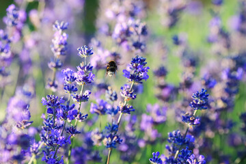 Blooming plant Lavender with honeybee