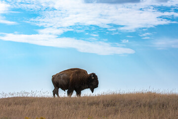 Buffalo Stands on Native Prairie Grasslands