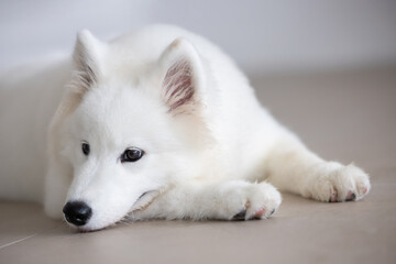 Obraz premium Samoyed Puppy Laying on the Floor