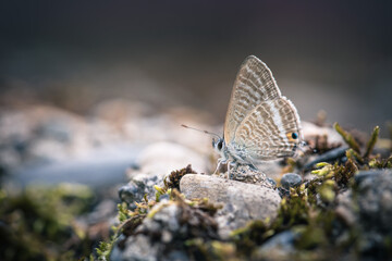 Butterfly Resting on the Ground