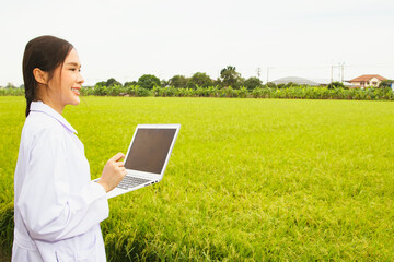Female researcher asian agricultural sciences holding laptop inspects rice fields to develop rice...