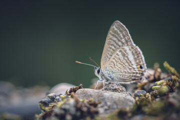 Butterfly Resting on the Ground