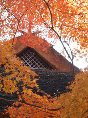 紅葉と茅葺き屋根