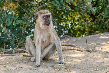 Vervet monkey in Chobe National Park, Kasane, Botswana