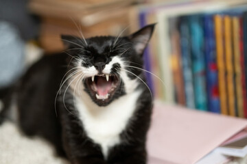 laughing cat and books.