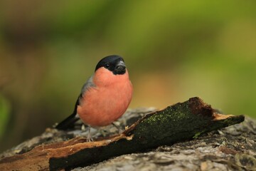 Stock Fotografie ID: 2004800069

Pyrrhula pyrrhula. Beautiful portrait of a bullfinch male in the nature habitat. Wildlife scene with a red song bird. 