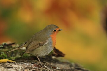 Portrait of a cute european robin. Erithacus rubecula. Wildlife scene with a colorful song bird.