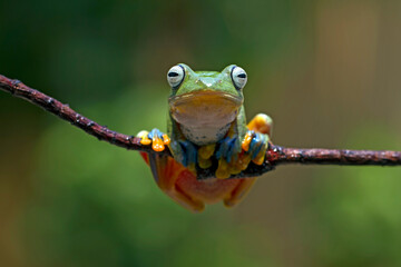 Rhacophorus Reinwardtii, Flying Tree Frog on the branch