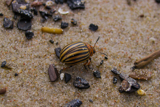 Stonka ziemniaczana na piasku