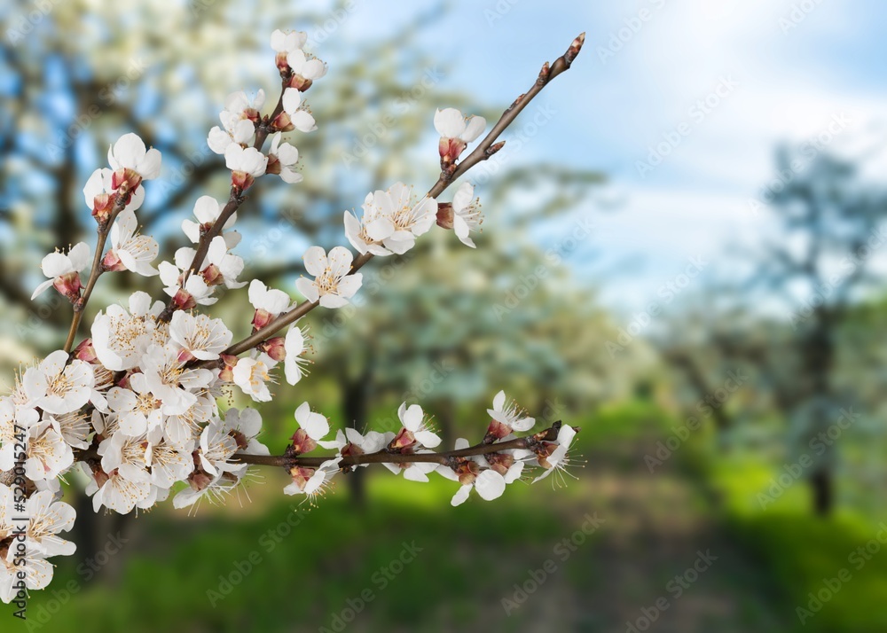 Canvas Prints White fresh aroma flower on bokeh of green leaves background. Nature concept for design.