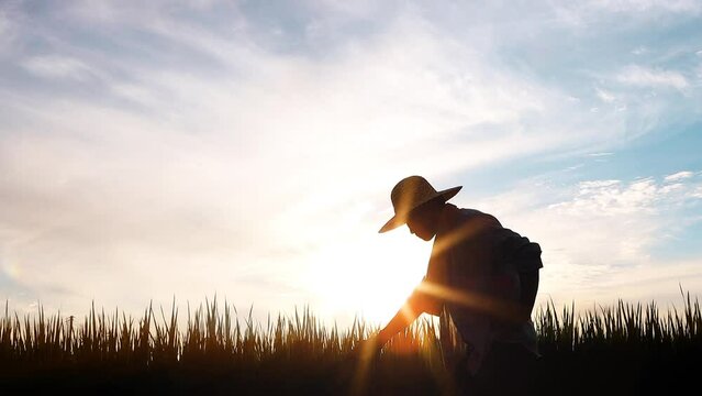 Rice, wheat and barley grains ripening in autumn rice field and field landscape and farmer and sunset field background

