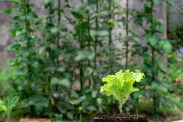 Green trocadero fresh lettuce salad