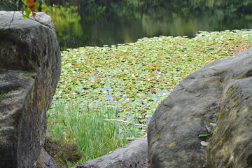 Lake covered with blossoming lilies in England.